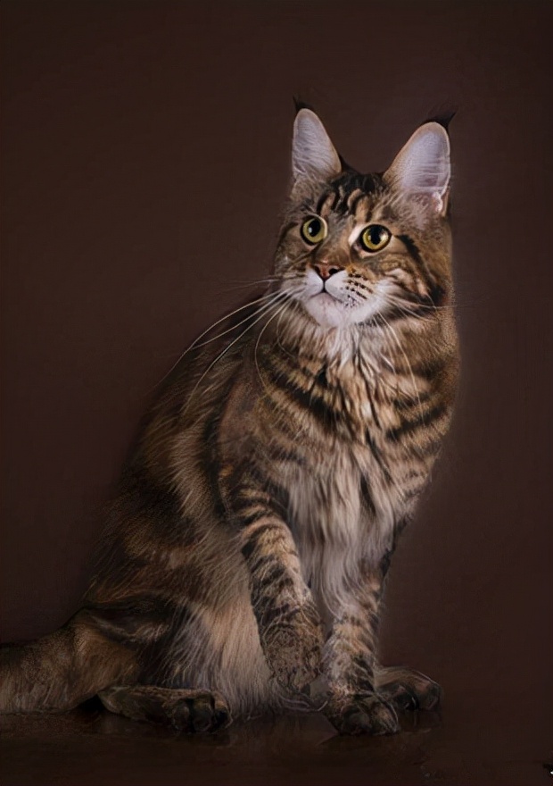 浅银虎斑缅因猫,缅因猫饲养方法