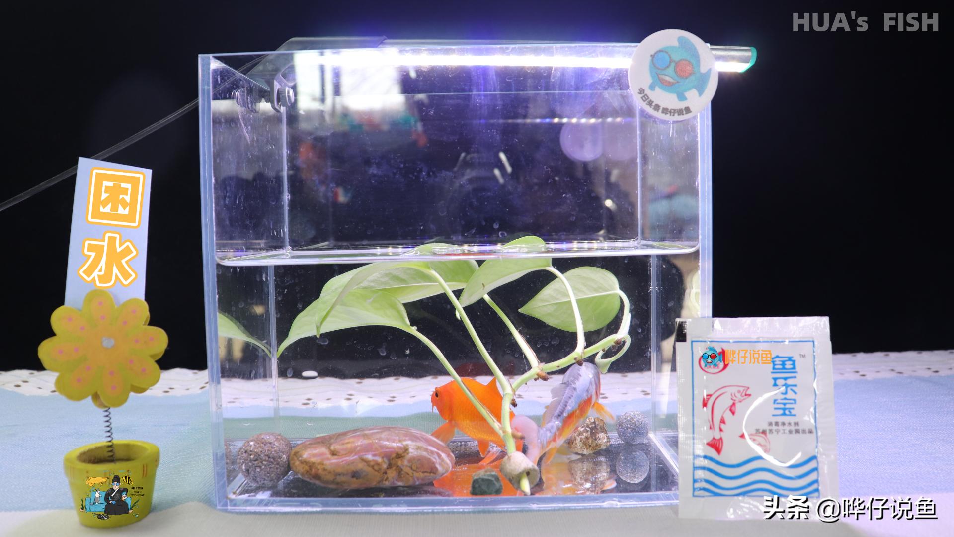 新手养鱼小缸知识大全,小型鱼缸养鱼小知识