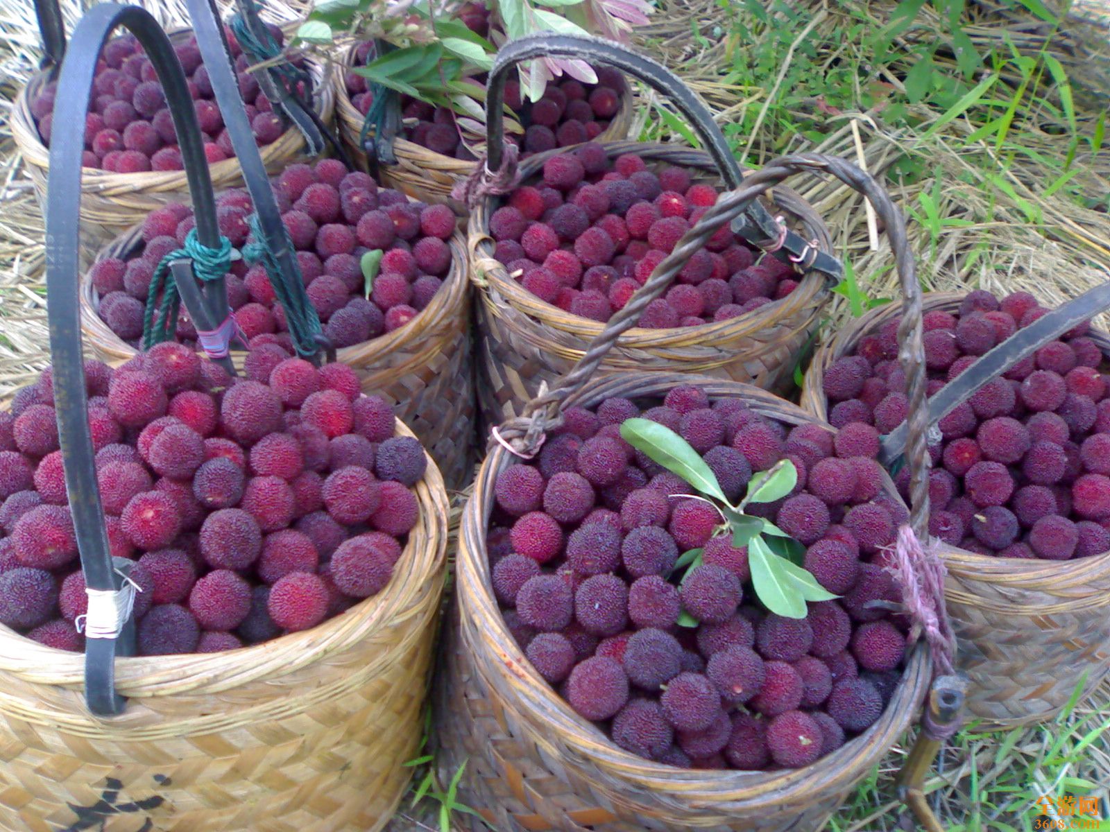 吃了可以促进代谢的水果,代谢慢可以吃什么水果