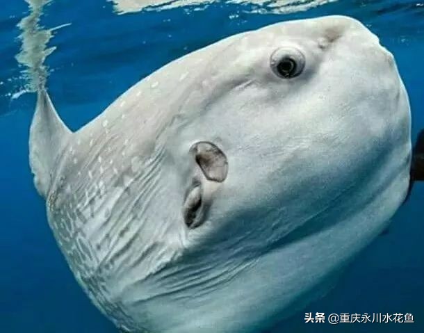 十大最好看的观赏鱼,观赏鱼100种形态