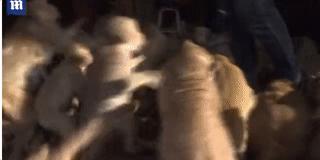 泰国疫情猴子,泰国猴子抗击疫情视频