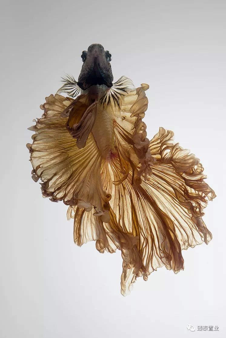 暹罗斗鱼——色与美的战舞