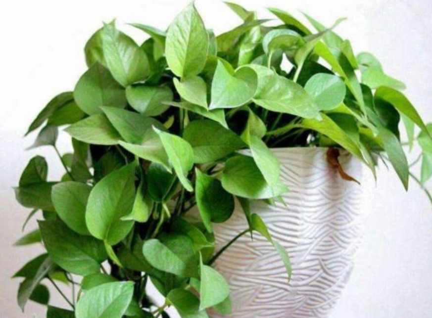 绿萝的正确浇水方法和注意事项,绿萝怎么养才能更旺盛要浇水吗