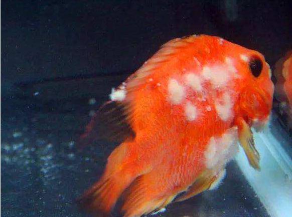 观赏鱼交叉感染最佳时间,观赏鱼交叉感染怎么处理
