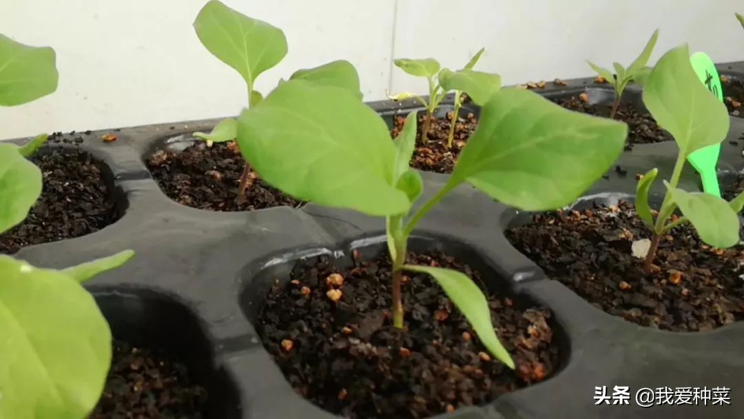 茄子怎么催芽最快最好,茄子苗育苗怎样操作出苗比较快