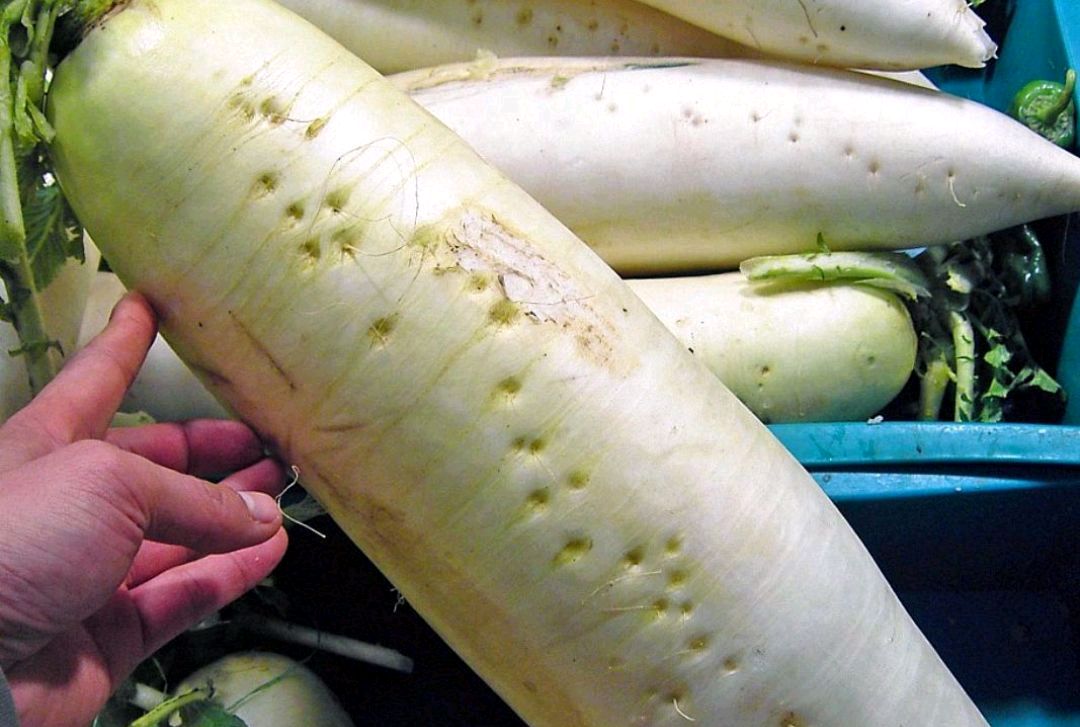 包萝卜馅饺子用去皮吗,包萝卜馅饺子要不要放葱姜