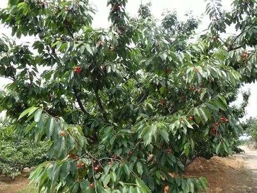 樱桃的常见病虫害及防治方法,樱桃虫害最佳防治方法