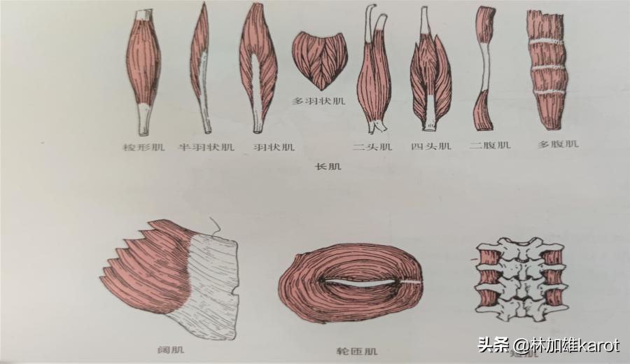 肌组织的实验原理,人体脸部的肌肉组织属于什么肌