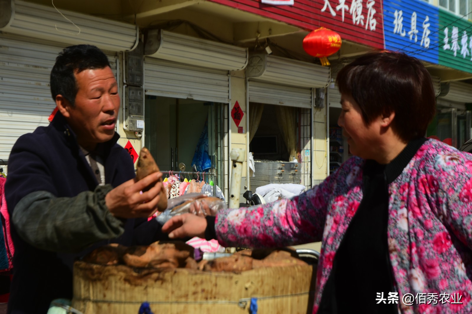 红薯种植一亩能产多少斤多少利润,农村红薯蔬菜种植最赚钱