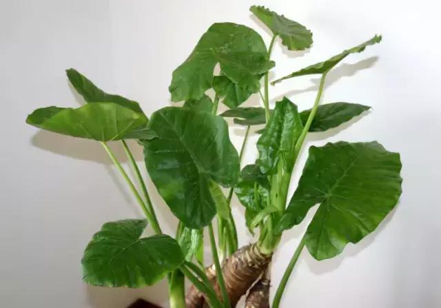 金融与生活知识分享,生活中常见的盐知识讲解视频