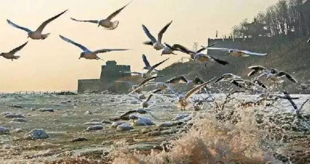 秦皇岛候鸟观赏地,秦皇岛初冬鸟类