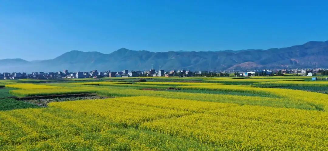 云品出滇入鲁,云品出滇简介