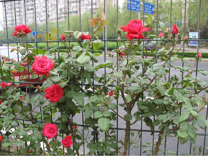 北京常见的树有哪些,北京绿化月季品种