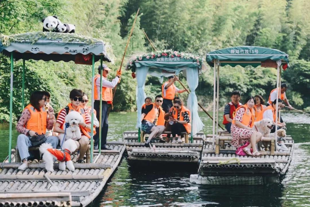 带着十一只狗狗去旅行,带着四只狗狗去旅行