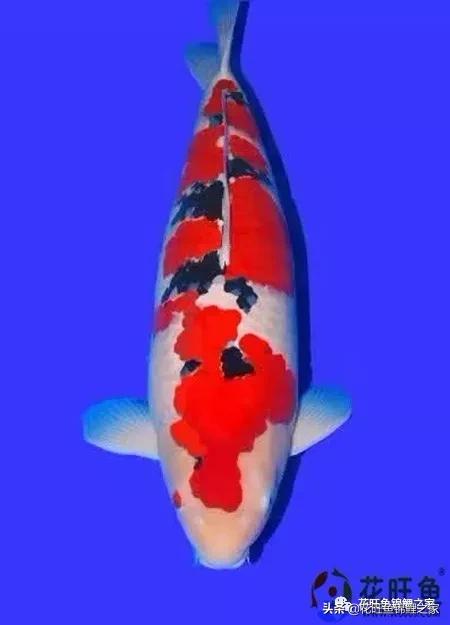 锦鲤快死了有什么补救方法,锦鲤死了该怎么处理