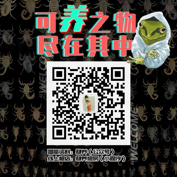 蚊香会杀死猫吗,蚊香会熏坏宠物吗