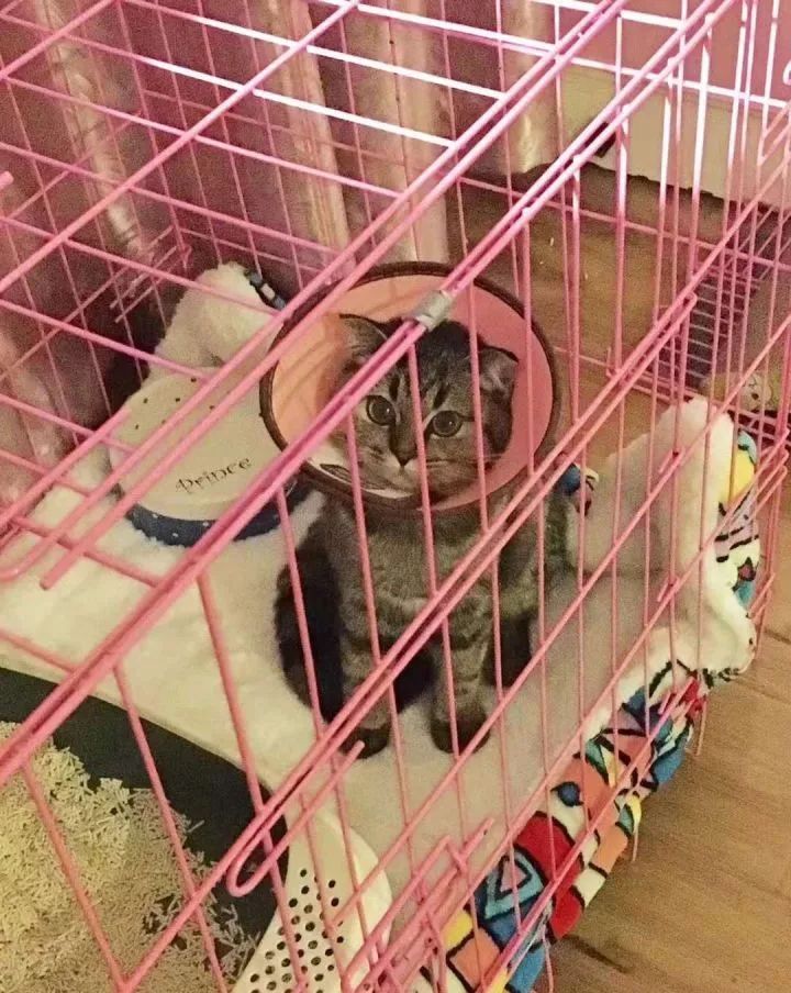 一个人养猫有什么烦恼,一个人生活养只狗靠谱吗