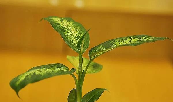 25种常见有毒的花草树木,警惕50种有毒植物