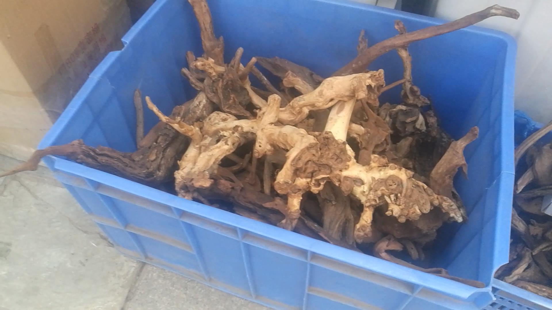 2020年北京观赏鱼批发市场夜市,观赏鱼夜市北京