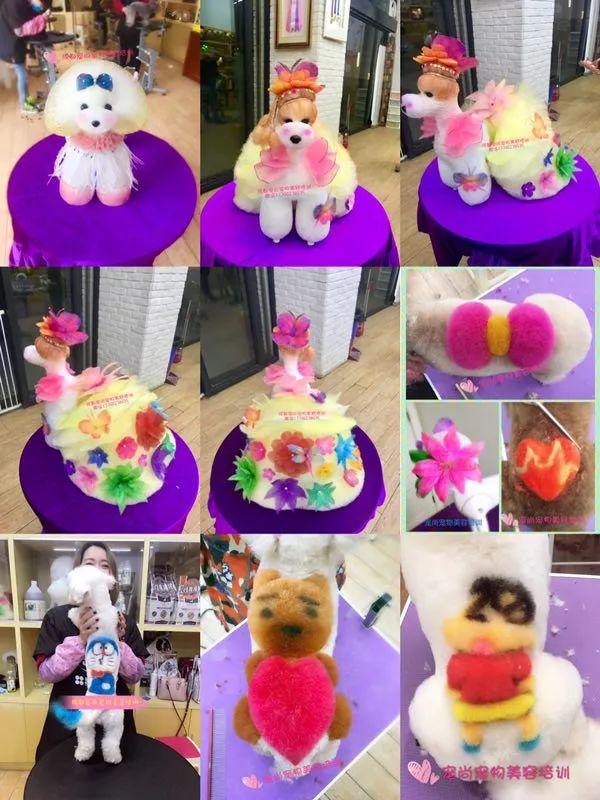 讲述宠物美容行业里拥有自己想要的人生