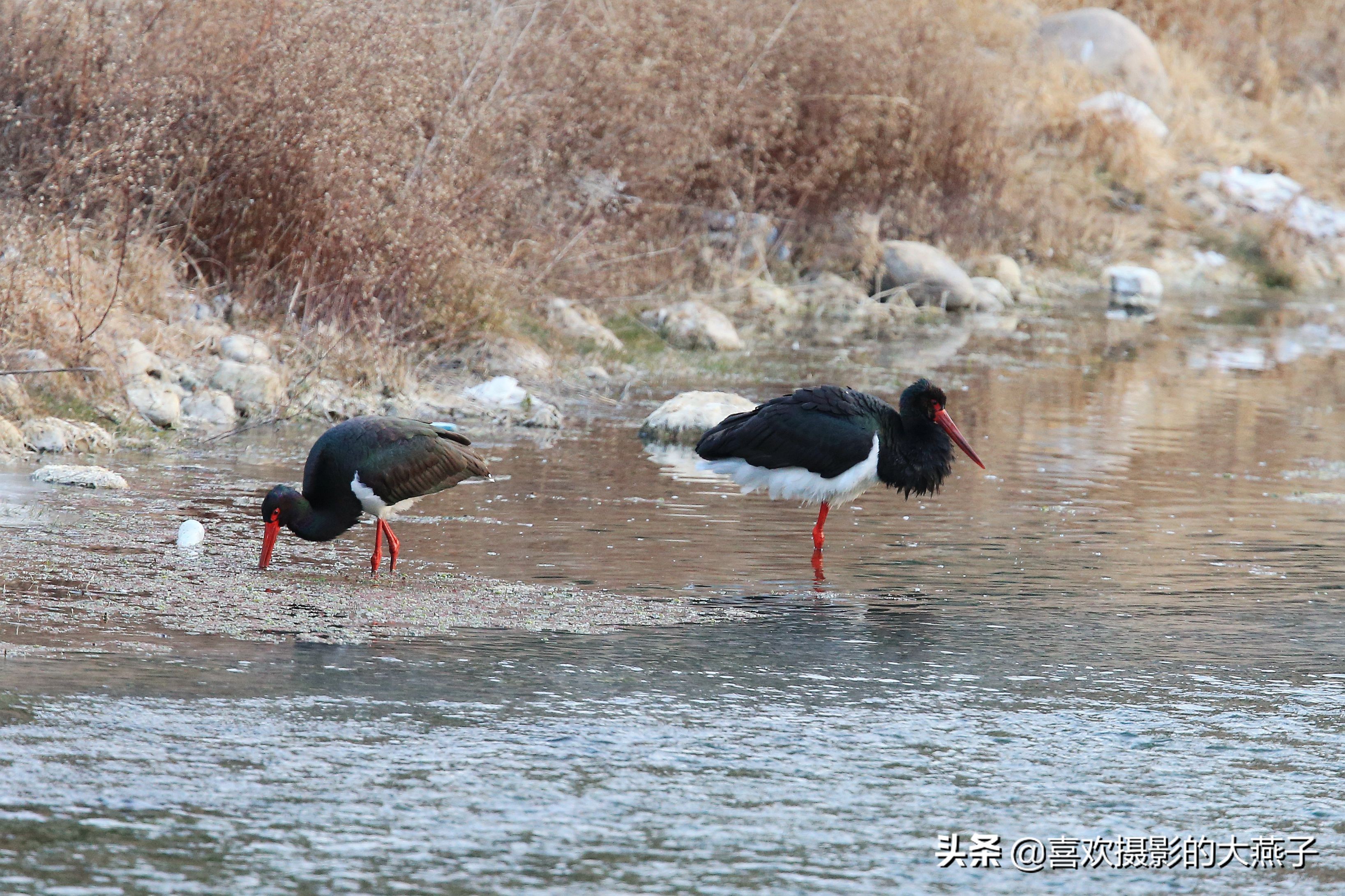 珍稀鸟类黑鹳来到河北井陉县越冬,房山十渡有什么野生动物