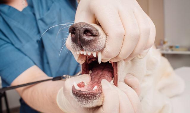 狗狗牙齿磨损,狗狗牙齿损坏会恢复么