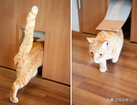 养猫拆家完整视频,拆家猫的日常