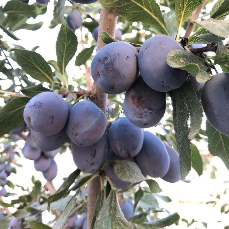 和西梅差不多的水果是什么水果,紫色的跟西梅差不多的水果