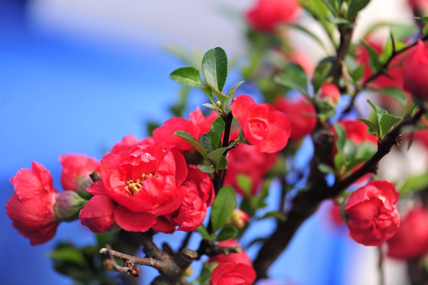 魏艳鸣对联100副,六度中国对联创作奖得主魏艳鸣