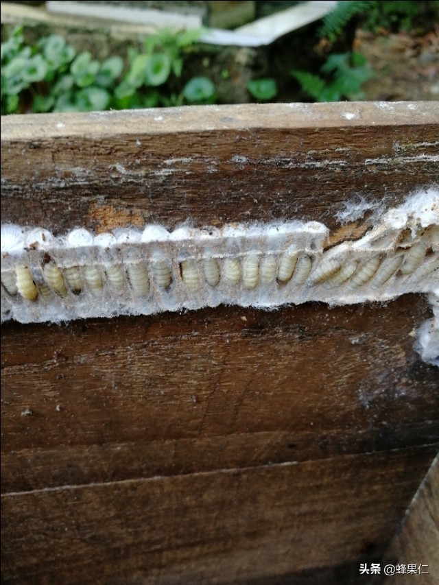 蜜蜂怕什么怎么驱赶又不伤蜂,怎么预防蜜蜂的天敌