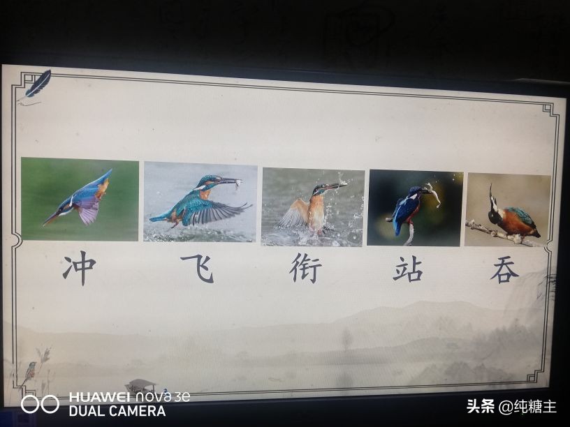 三年级语文上册搭船的鸟预习笔记,三年级搭船的鸟课文笔记