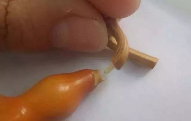 葫芦龙头断了怎么修剪,葫芦龙头怎么去掉