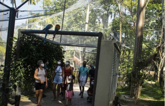 巴西为20岁的野生鹦鹉寻伴侣，巴西仅剩一只，已在灭绝边缘徘徊