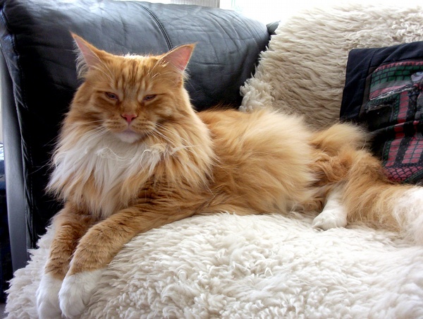 各种猫咪花纹品种,名贵品种猫咪大全