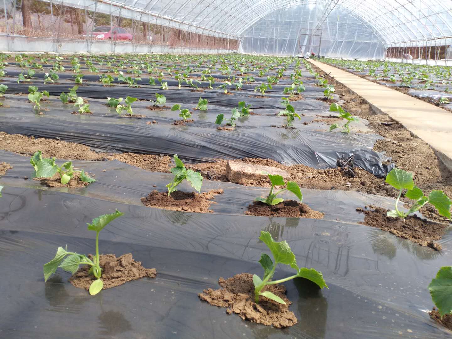 大棚蔬菜苗期如何浇水,寒潮天气蔬菜大棚如何防寒