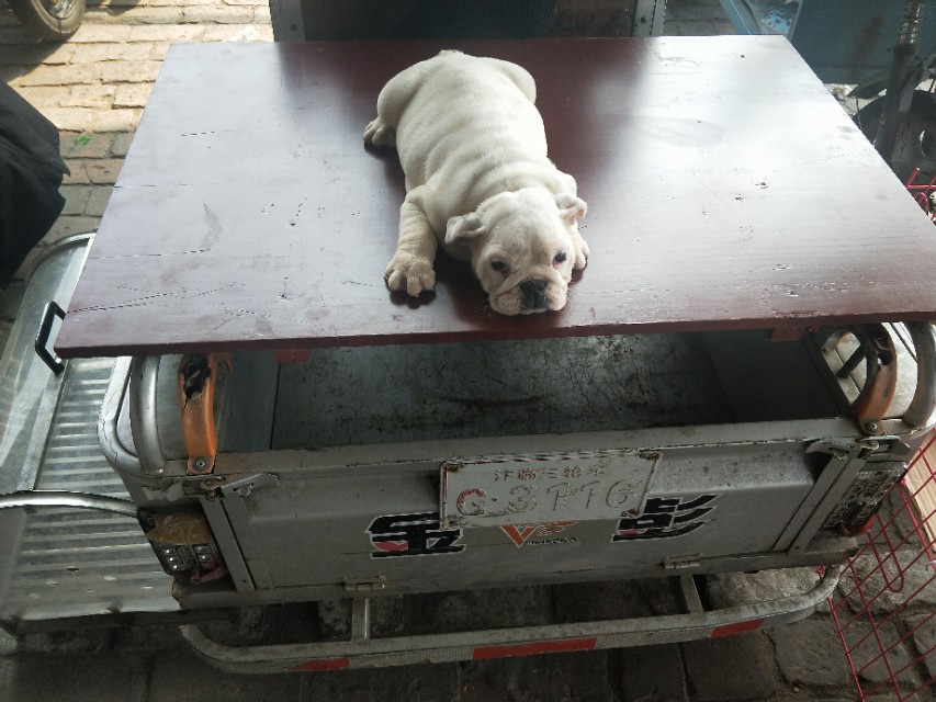 小伙去狗场抓德牧,开封狗市抓狗