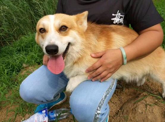 如何训练一支柯基狗狗不咬人,如何训练好一只柯基