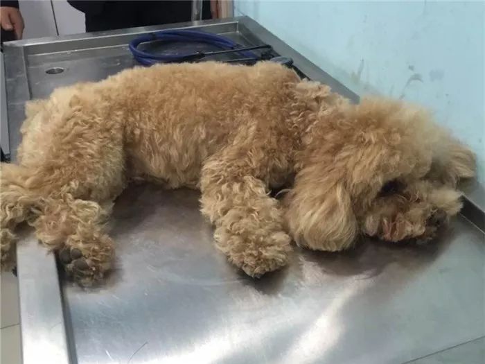 辟谣，铲屎官护手霜却是狗狗“毒药”？请避免爱犬接触木糖醇制品