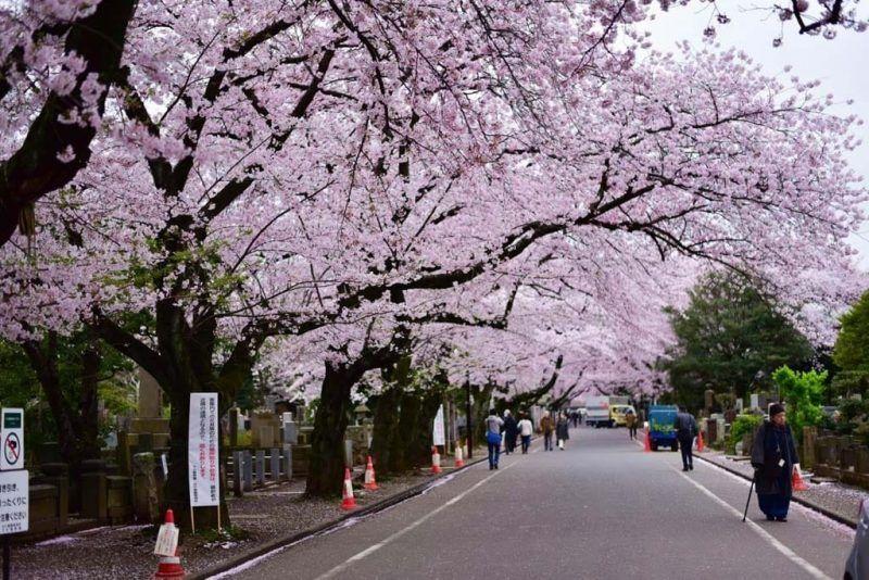 【日本樱花2019】东京美食攻略邻近赏樱景点|10间餐厅推介（上）