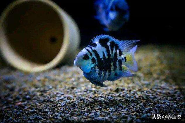 慈鲷鱼多长时间繁殖一次,三湖慈鲷母鱼产卵后多久恢复体色