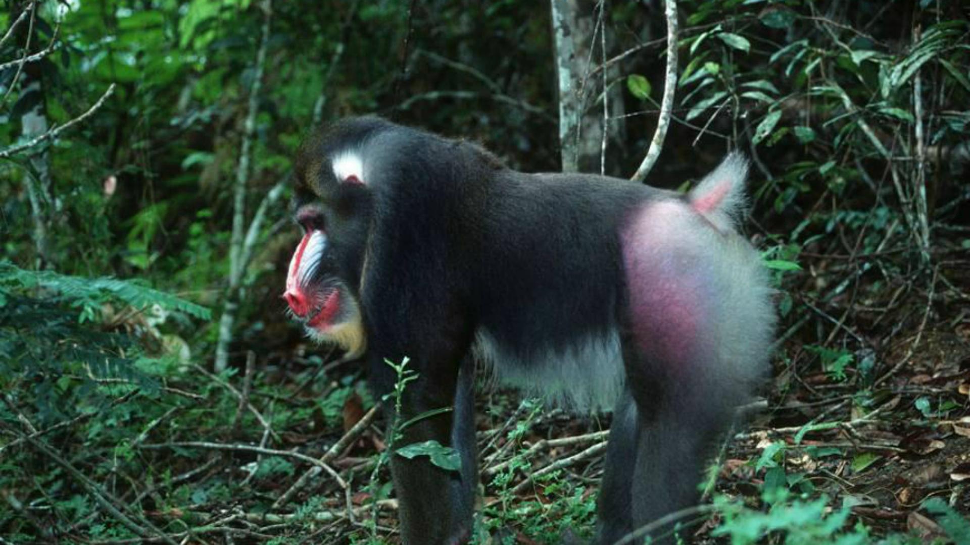 非洲山鬼，猴族*物尤**—山魈，并非鬼怪，而是现实版的“美猴王”