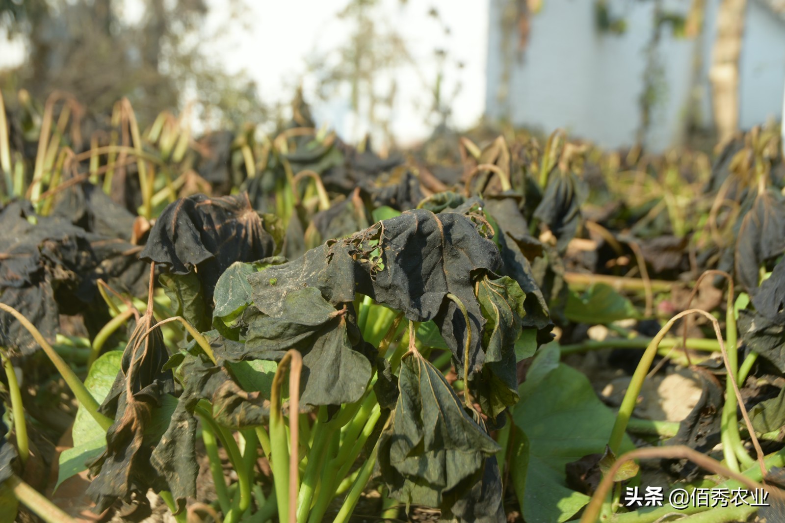 农村大叔种植果树,农村大叔种植致富