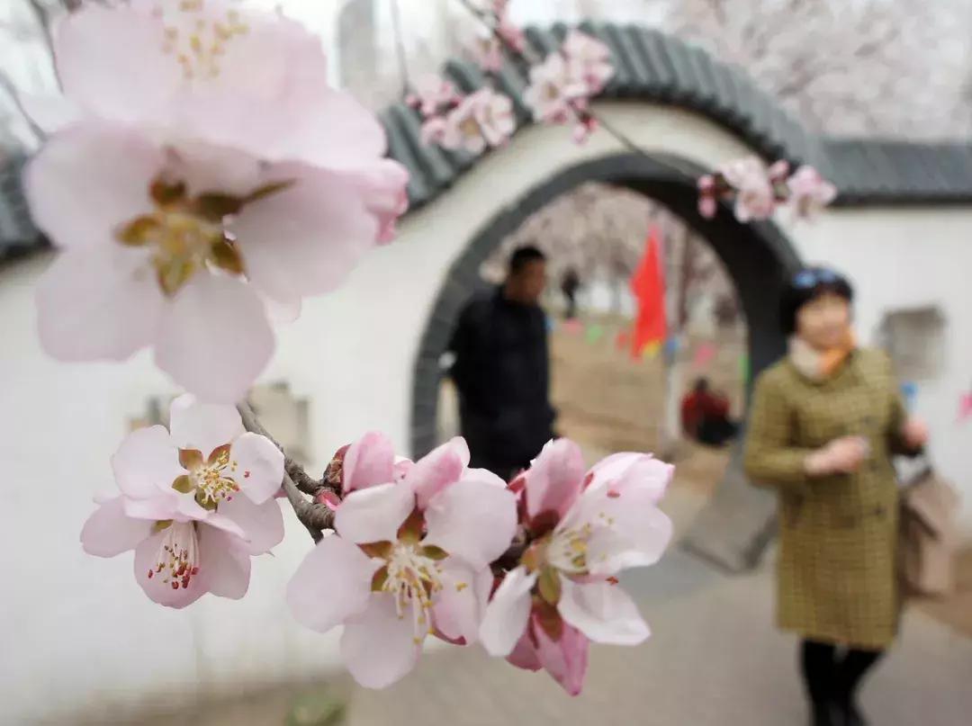 天津桃花堤赏花时间2021,天津桃花堤桃花什么时间开花