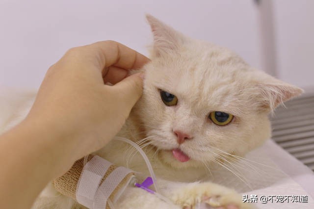 猫口炎一定要满口拔牙吗,猫口炎怎么治疗效果最好