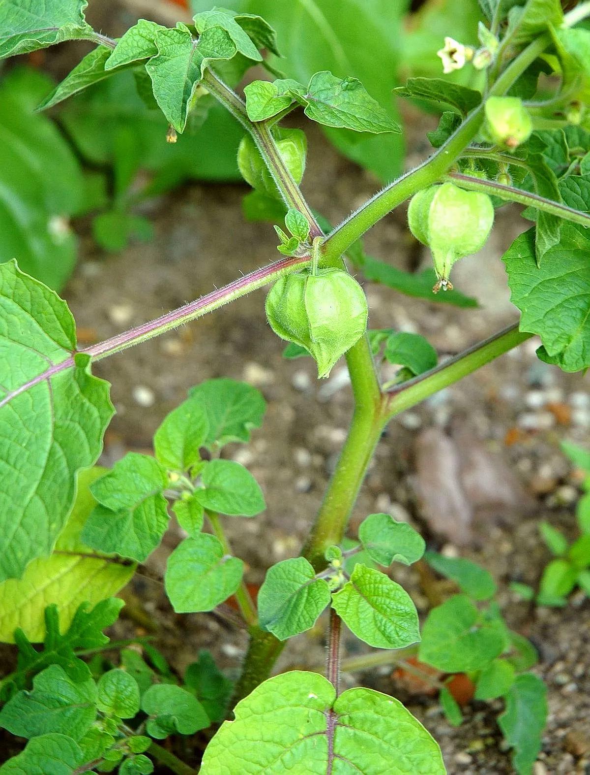 生物相册：姑娘还是菇茑？这水果，世界各地有39种