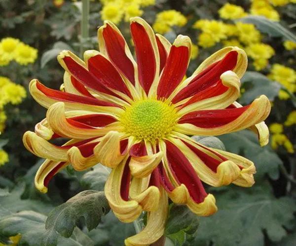 喜欢菊花有啥说法吗,喜欢菊花的人多吗