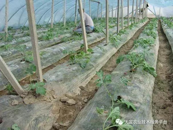 西瓜小叶病西瓜叶片卷曲原因,西瓜龙头皱缩什么原因