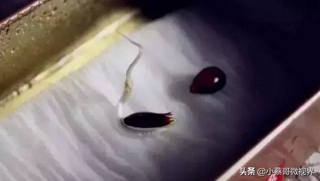 吃完的水果种子不要丢,吃完水果果核别扔