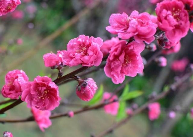 趣味测试：你认为哪一枝桃花最漂亮？测你近期的桃花运如何