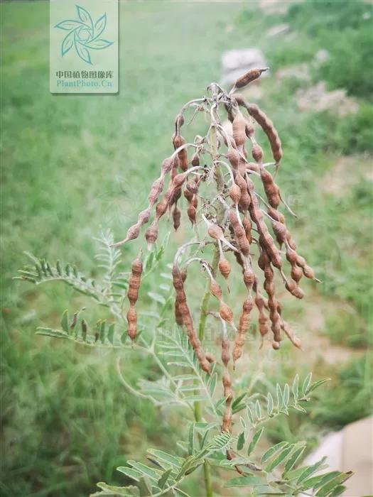 一斤苦豆子,无糖苦豆子